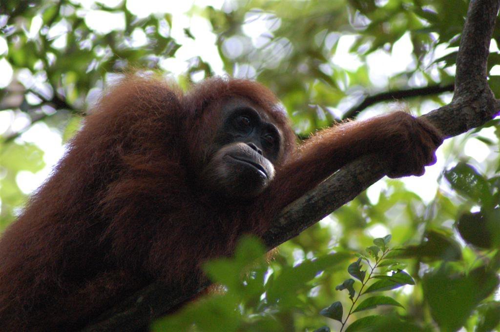Orang Utan in The Jungle Batu Katak