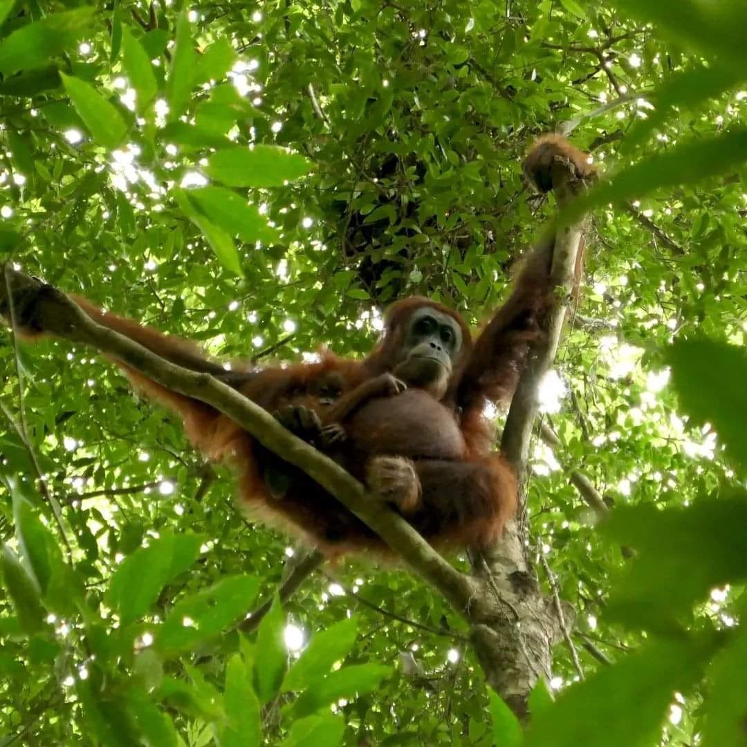 Orang Utan